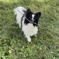 Hanzo, a male Papillon for sale in Jefferson, OH – Photo 6 of 7
