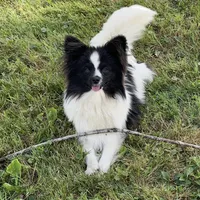 Hanzo, a male Papillon for sale in Jefferson, OH – Photo 7 of 7