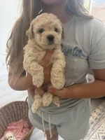 Girl 1 , a female Poodle - Toy  for sale in Grass Valley, CA – 2 of 5