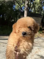 Oliver , a male Poodle - Toy  for sale in Grass Valley, CA – Photo 2 of 4