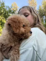 Oliver , a male Poodle - Toy  for sale in Grass Valley, CA – Photo 3 of 4