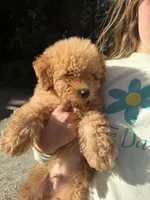Oliver , a male Poodle - Toy  for sale in Grass Valley, CA – Photo 4 of 4