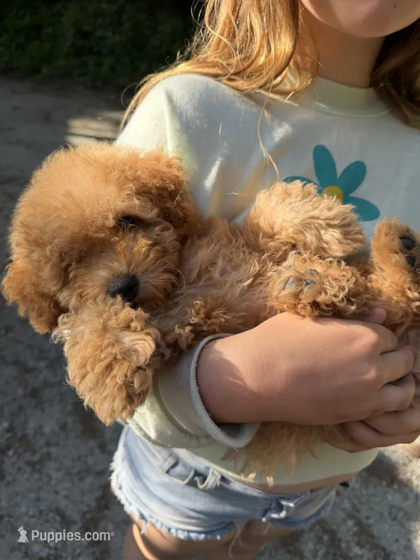 Oliver , a male Poodle - Toy  for sale in Grass Valley, CA – Photo 1 of 4