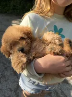 Oliver , a male Poodle - Toy  for sale in Grass Valley, CA – Photo 1 of 4