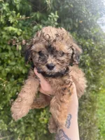 Cocoa, a male Poodle - Toy  for sale in Grass Valley, CA – Photo 3 of 3