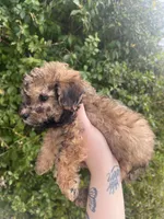 Cocoa, a male Poodle - Toy  for sale in Grass Valley, CA – Photo 2 of 3