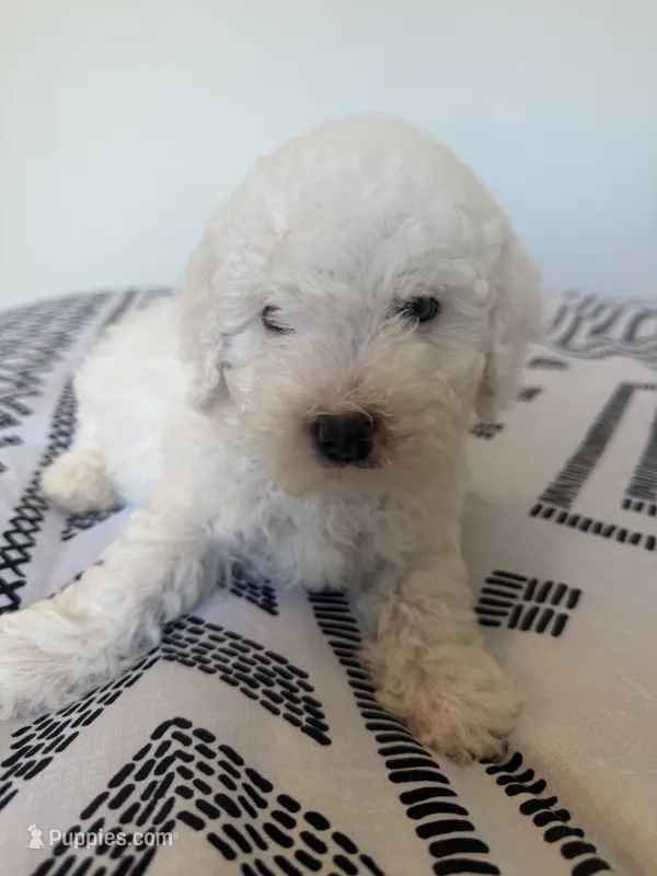 Teddy – Poodle - Toy  puppy for sale in Grass Valley, CA