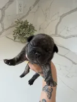 Bentley , a male French Bulldog for sale in Grass Valley, CA – 2 of 5