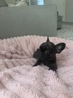 Paris , a female French Bulldog for sale in Grass Valley, CA – 3 of 4