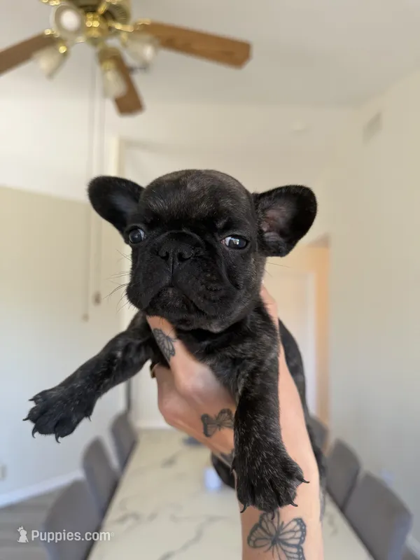 Paris  – French Bulldog puppy for sale in Grass Valley, CA