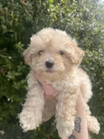 Teddy, a male Poodle - Toy  for sale in Grass Valley, CA – Photo 1 of 4
