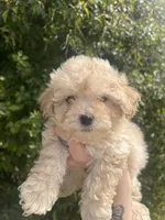 Teddy, a male Poodle - Toy  for sale in Grass Valley, CA – Photo 2 of 4