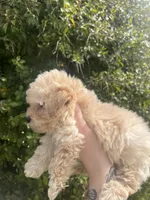 Teddy, a male Poodle - Toy  for sale in Grass Valley, CA – Photo 3 of 4