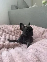 Paris , a female French Bulldog for sale in Grass Valley, CA – 4 of 4
