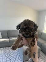 Cocoa, a male Poodle - Toy  for sale in Grass Valley, CA – Photo 4 of 4