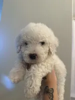 Casper, a male Poodle - Toy  for sale in Grass Valley, CA – 2 of 3