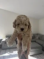 Boy 1 , a male Poodle - Toy  for sale in Grass Valley, CA – 4 of 5