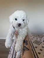 Mochi, a male Poodle - Toy  for sale in Grass Valley, CA – 2 of 3