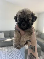 Bear, a male Poodle - Toy  for sale in Grass Valley, CA – Photo 2 of 4