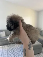 Bear, a male Poodle - Toy  for sale in Grass Valley, CA – Photo 4 of 4