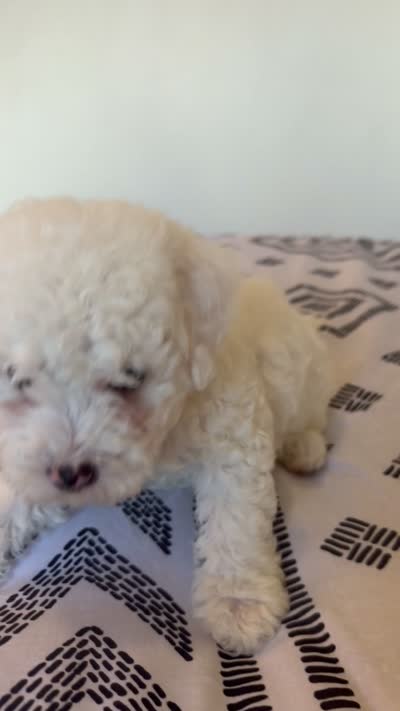 Mochi, a male Poodle - Toy  for sale in Grass Valley, CA – 3 of 3