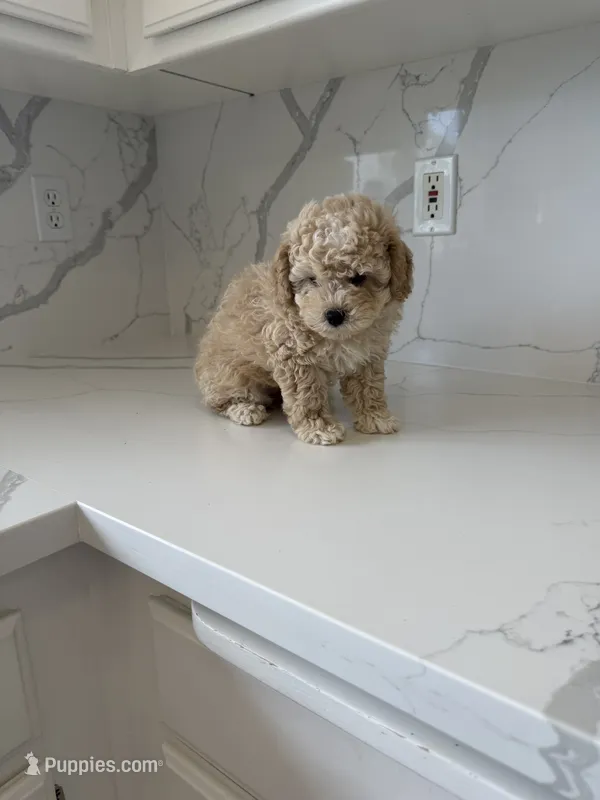 Boy 1  – Poodle - Toy  puppy for sale in Grass Valley, CA