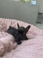 Paris , a female French Bulldog for sale in Grass Valley, CA – 2 of 4
