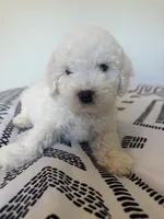 Teddy, a male Poodle - Toy  for sale in Grass Valley, CA – 3 of 5