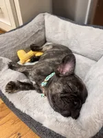 Bruno, a male French Bulldog for sale in Grass Valley, CA – 2 of 2
