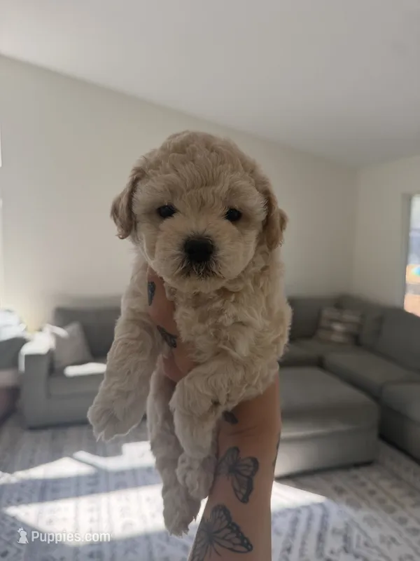 Girl 1  – Poodle - Toy  puppy for sale in Grass Valley, CA