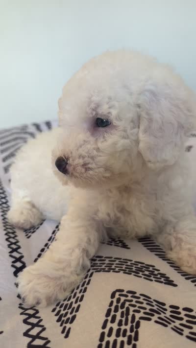 Teddy, a male Poodle - Toy  for sale in Grass Valley, CA – 5 of 5