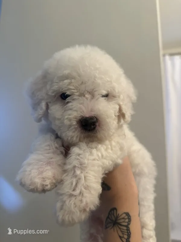 Casper – Poodle - Toy  puppy for sale in Grass Valley, CA