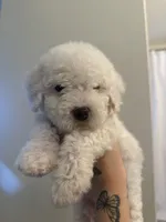 Casper, a male Poodle - Toy  for sale in Grass Valley, CA – 1 of 3