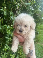 Luna, a female Poodle - Toy  for sale in Grass Valley, CA – Photo 2 of 3