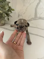 Stormy , a female French Bulldog for sale in Grass Valley, CA – 3 of 5