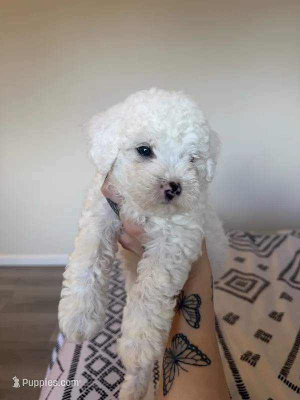 Mochi – Poodle - Toy  puppy for sale in Grass Valley, CA