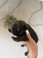 Leo, a male French Bulldog for sale in Grass Valley, CA – 4 of 4