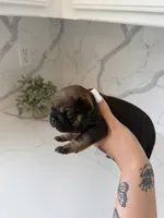 Bruno, a male French Bulldog for sale in Grass Valley, CA – 3 of 4