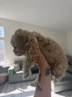 Boy 1 , a male Poodle - Toy  for sale in Grass Valley, CA – 3 of 5