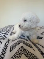 Teddy, a male Poodle - Toy  for sale in Grass Valley, CA – 4 of 5