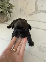 Leo, a male French Bulldog for sale in Grass Valley, CA – 3 of 4