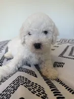 Teddy, a male Poodle - Toy  for sale in Grass Valley, CA – 2 of 5