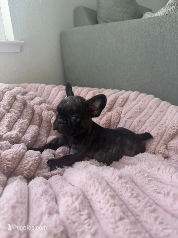 Paris  – French Bulldog puppy for sale in Grass Valley, CA