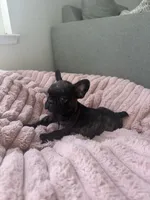 Paris , a female French Bulldog for sale in Grass Valley, CA – 1 of 4