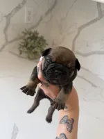 Bruno, a male French Bulldog for sale in Grass Valley, CA – 4 of 4