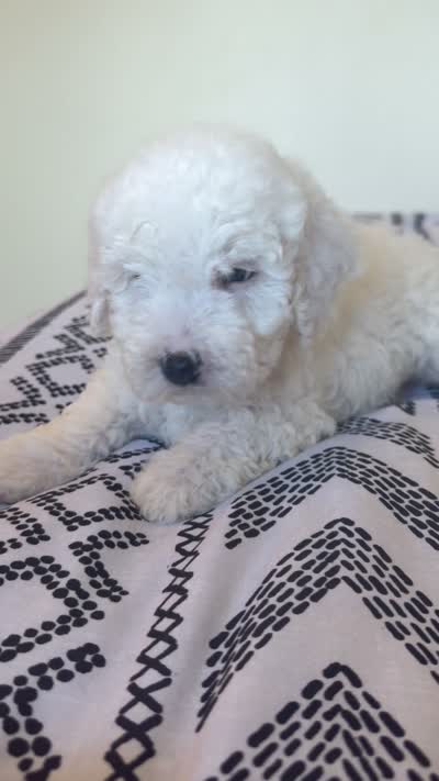 Casper, a male Poodle - Toy  for sale in Grass Valley, CA – 3 of 3