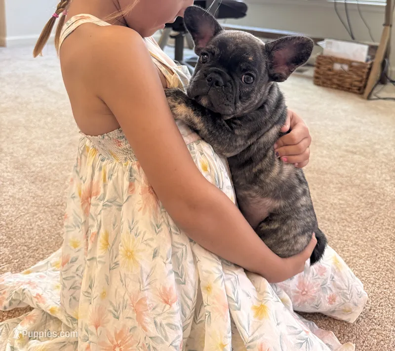 Bruno – French Bulldog puppy for sale in Grass Valley, CA