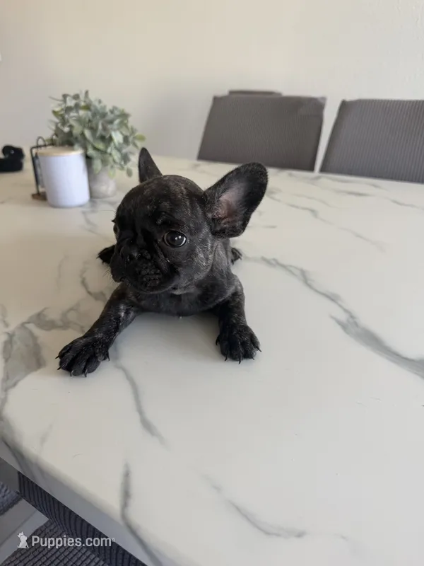Paris  – French Bulldog puppy for sale in Grass Valley, CA