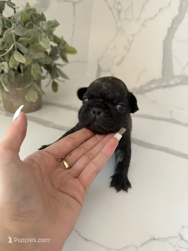 Paris  – French Bulldog puppy for sale in Grass Valley, CA