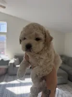 Girl 1 , a female Poodle - Toy  for sale in Grass Valley, CA – 5 of 5